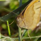 Schmetterling von Jochen Ruser